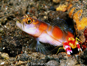 twosome cooperation by Jan Maringka 